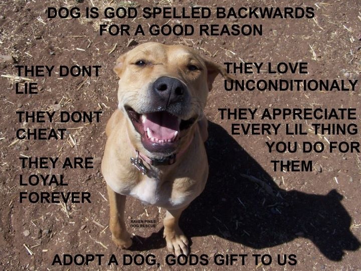 Dog Friendly Churches Give Attendees Examples Of God S Unconditional Love Baxterboo