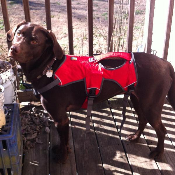Web Master Dog Harness by RuffWear - Red Currant | BaxterBoo