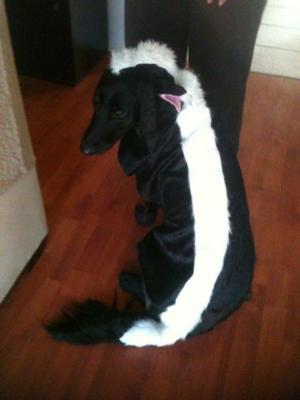 lil-stinker-skunk-dog-halloween-costume-11685.jpg