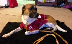 washington-redskins-officially-licensed-