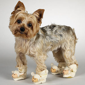 at Casual  Slippers Dog slippers for Canine Lamb dog  BaxterBoo