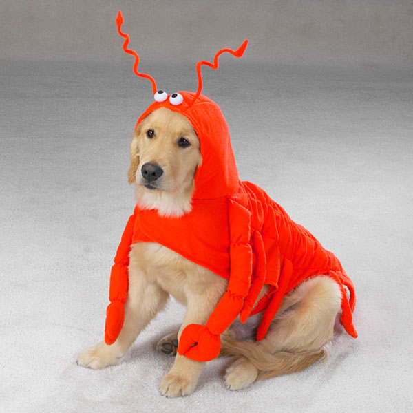 lobster dog halloween costume