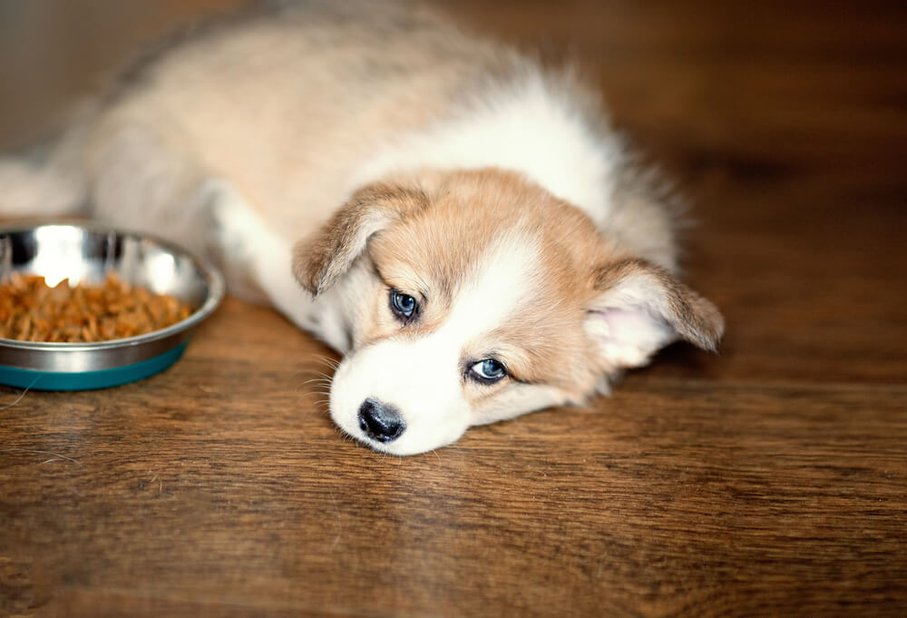 Best Dog Food for Dogs With Sensitive Stomachs
