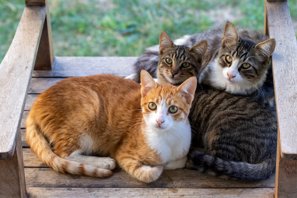 Cat Spraying and How To Get a Cat To Stop