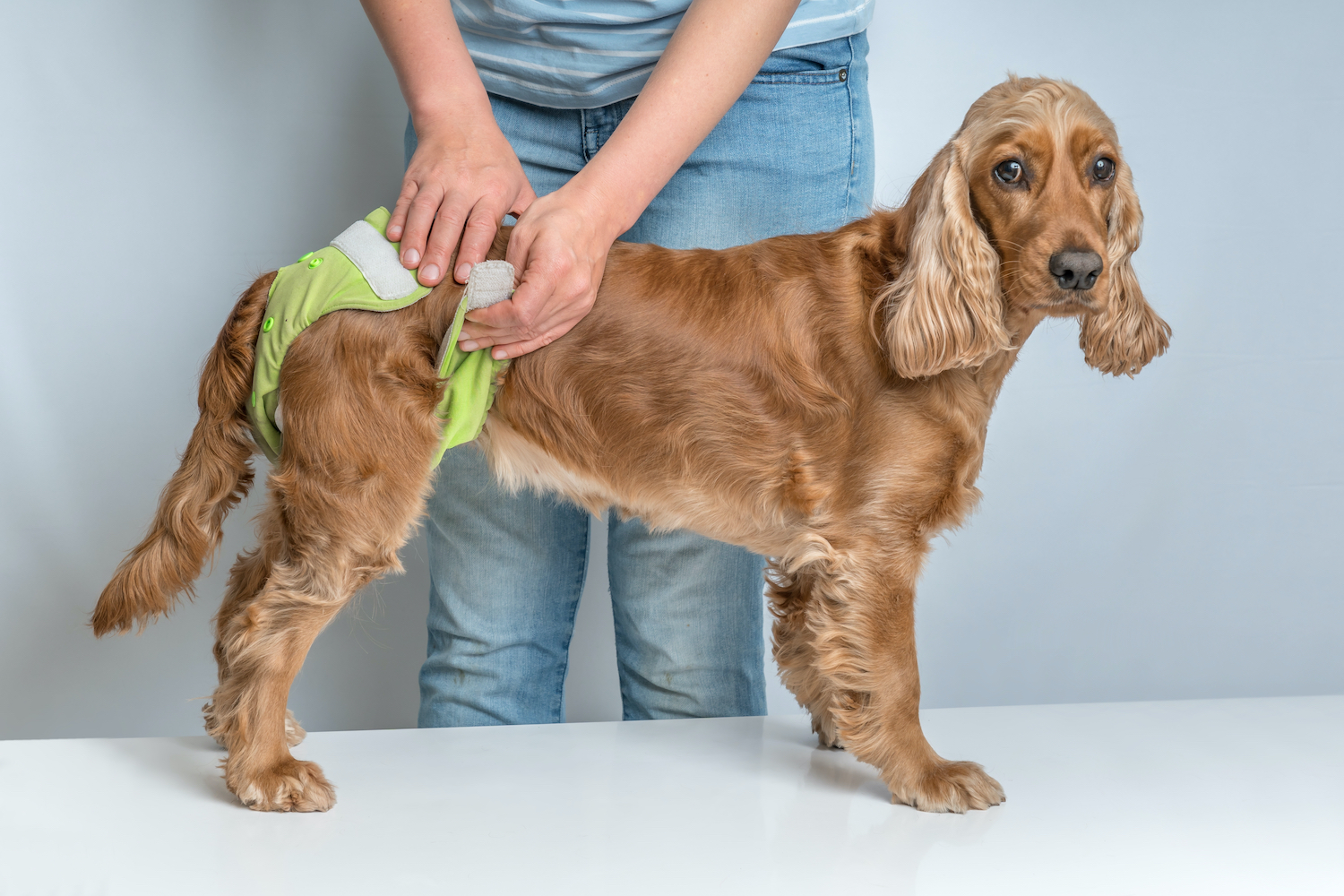 What To Do When Your Dog Is Incontinent