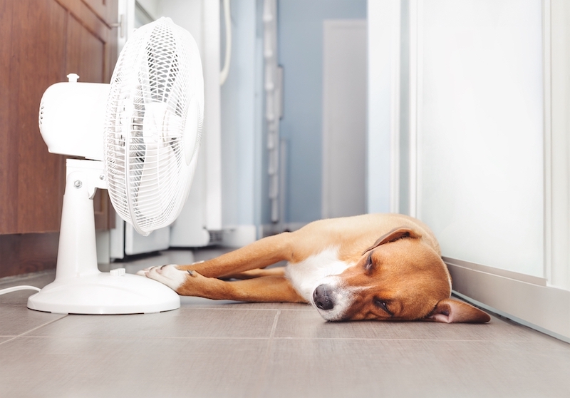 Tips for Beating the Heat With Your Dog