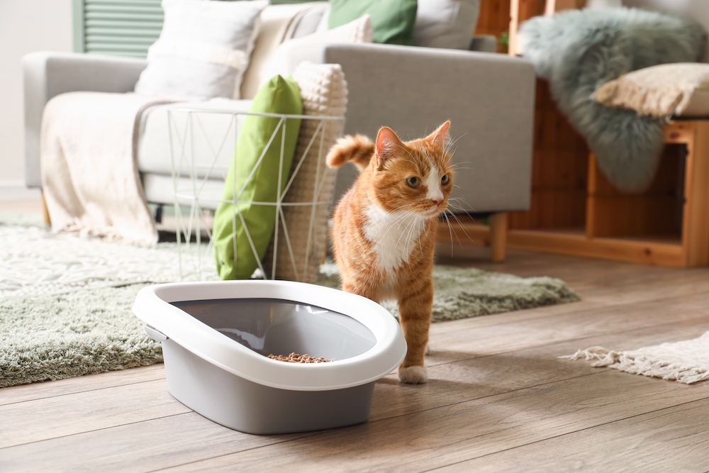 6 Great Innovative Litter Box Options for Your Cat
