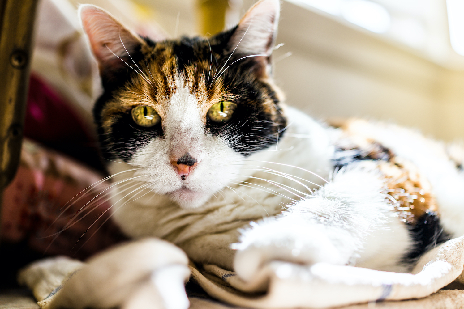 Caring for Your Aging Cat: 6 Tips for Hip and Joint Health 