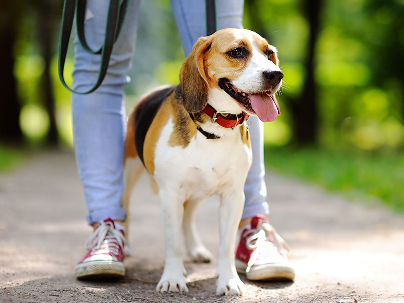 Five Tips To Help You Exercise Your Dog Properly