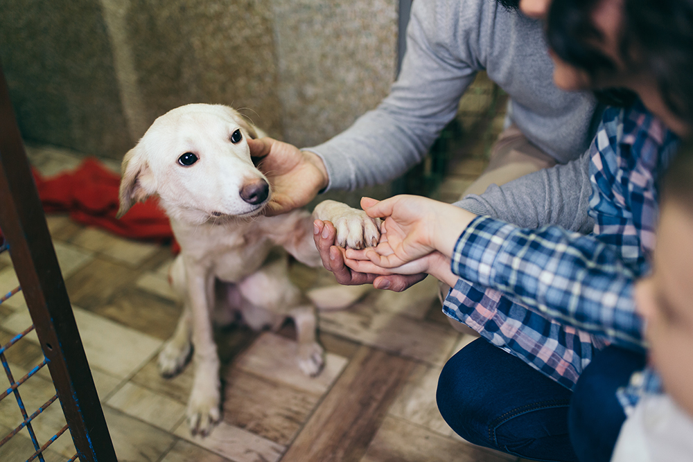 Deciding What Dog Breed To Adopt