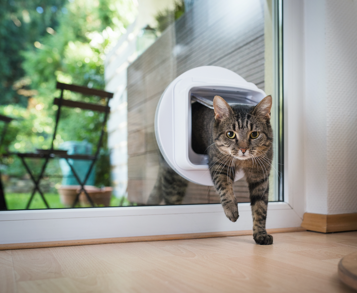 7 Tips To Improve Your Indoor/Outdoor Cat's Quality of Life