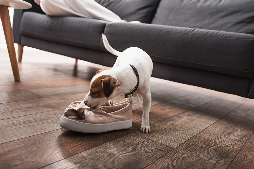 Spring Clean With the Best Remedies for Pet Odors