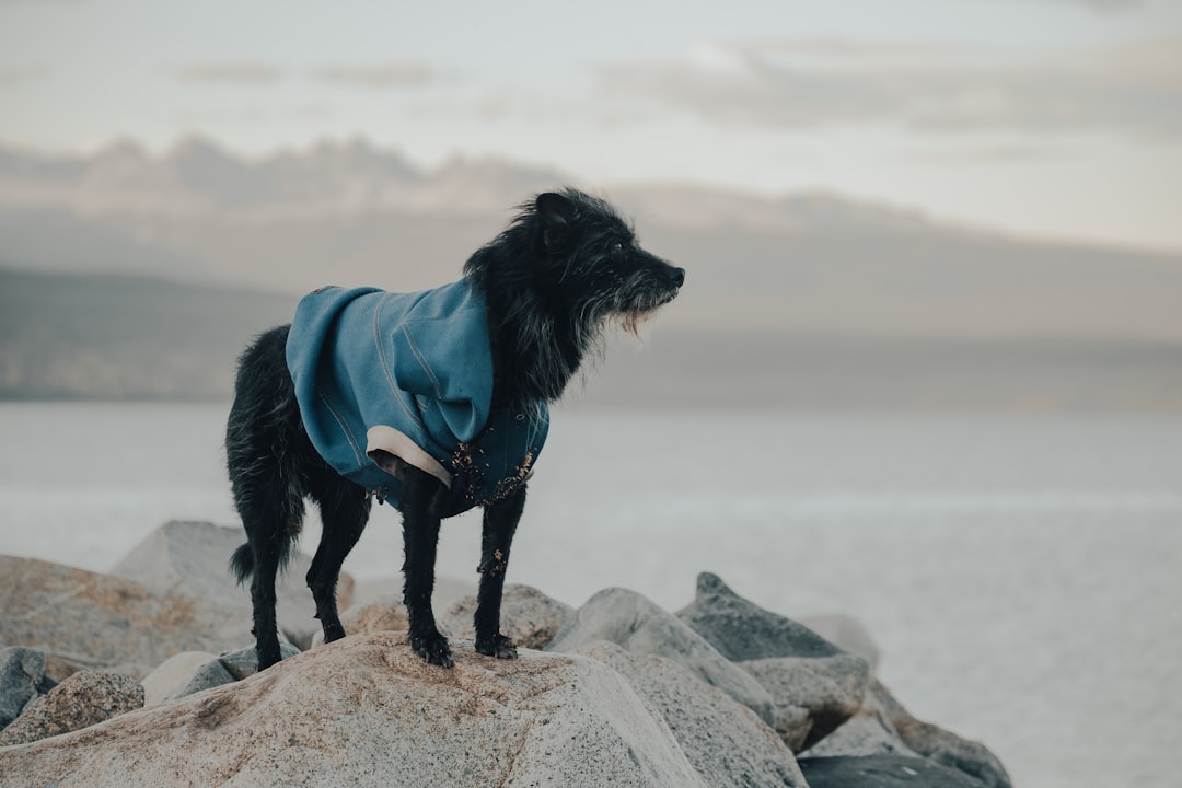 From Tiny Chihuahuas to Mighty Bulldogs: Finding the Perfect Life Jacket for Your Pup