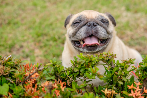 8 New Yearâ€™s Resolutions to Make for a Happy, Healthy Dog  
