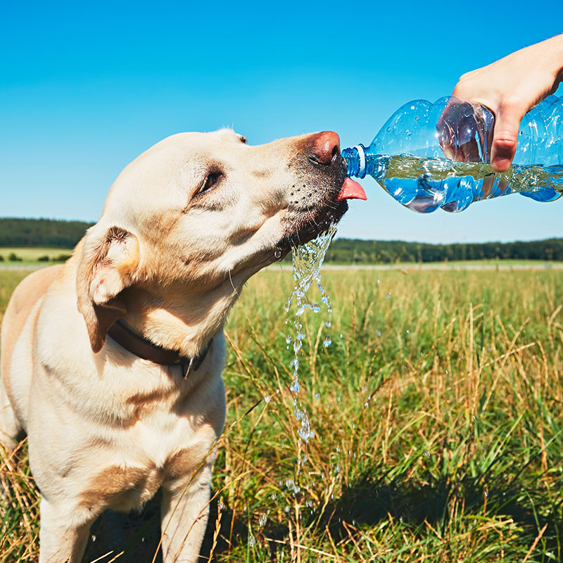 Keeping Your Pets Safe and Cool This Summer