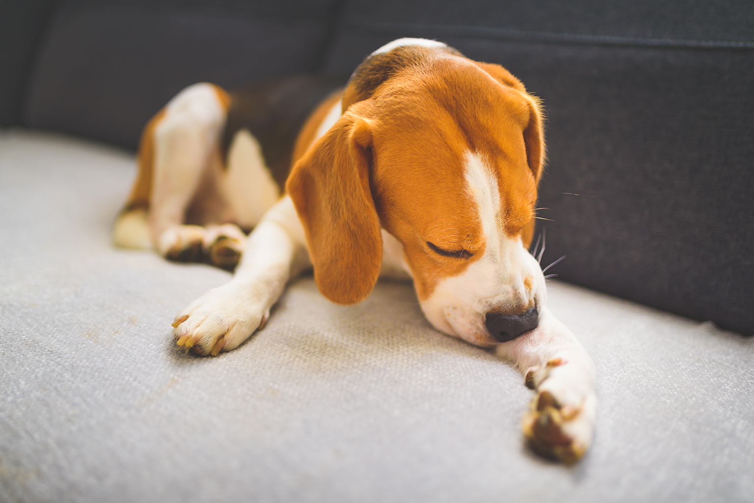 Paws-itive Relief: Using Benadryl to Soothe Your Dog's Allergies