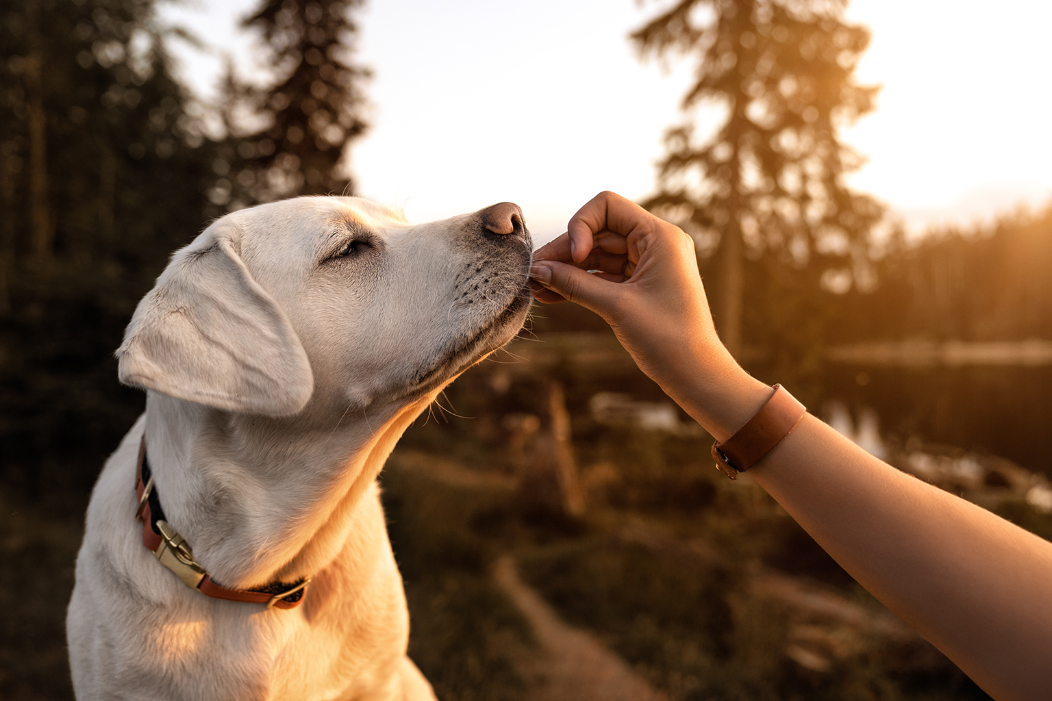 Where to Buy High-Protein Dog Food: A Buyer's Guide