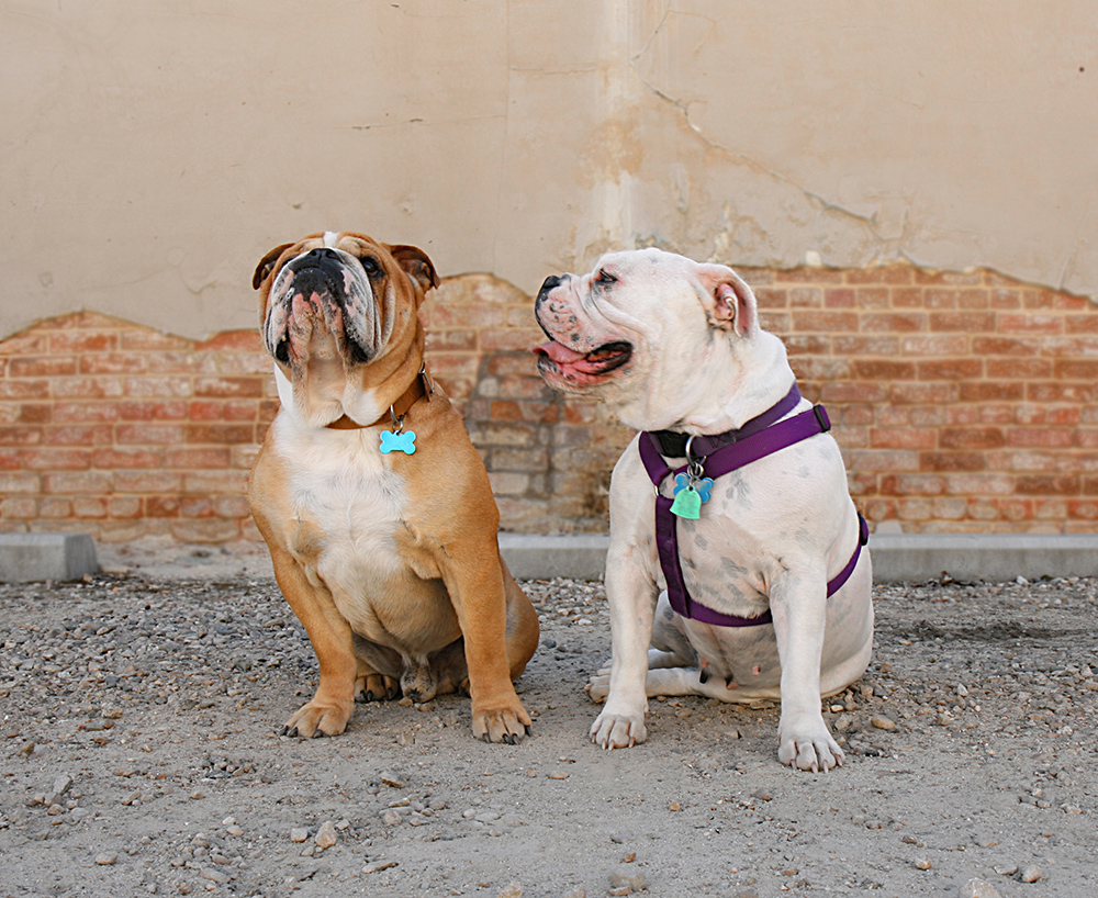 The Pros and Cons of Dog Collars vs Harnesses