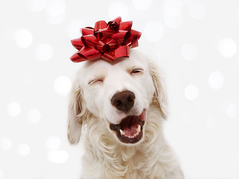 7 Ways To Make Your Home Safe for Pets This Christmas