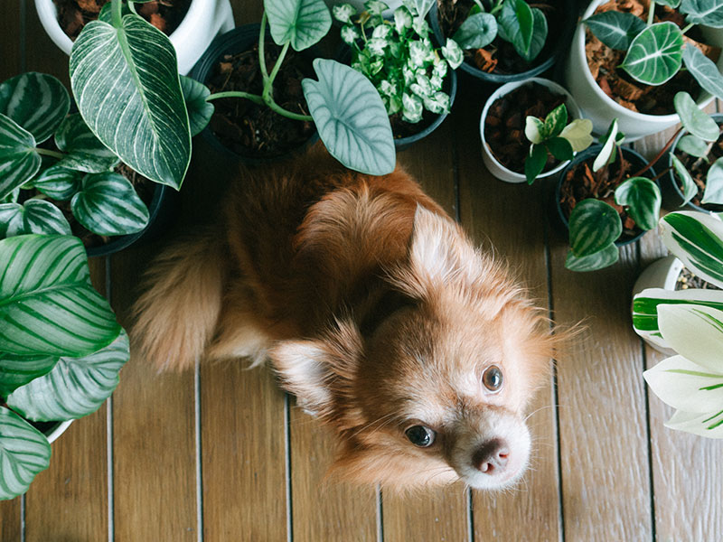 Protecting Your Pets: 8 Houseplants To Avoid This Holiday