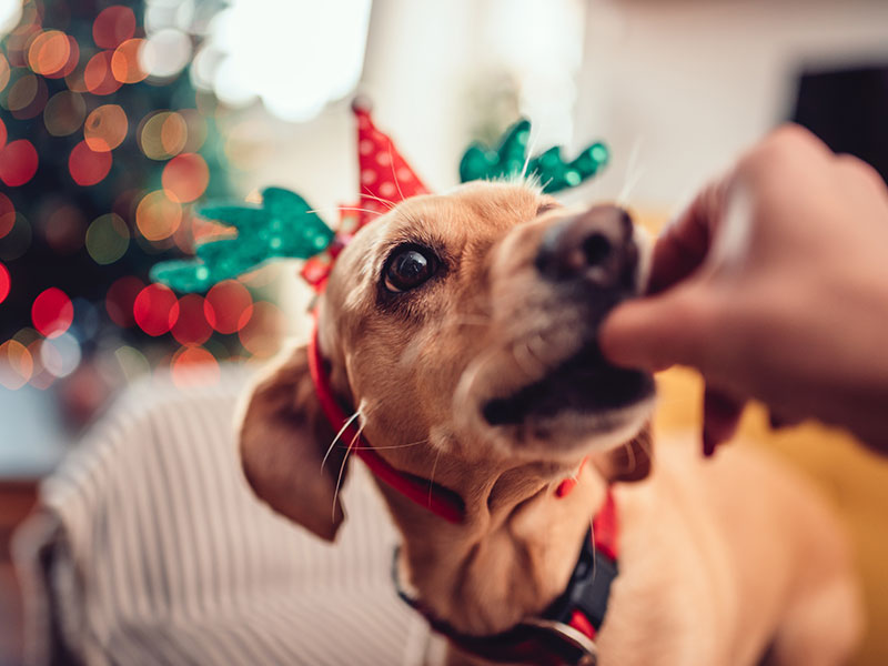 No Figgy Pudding for Fido: 7 Dangerous Holiday Foods for Pets