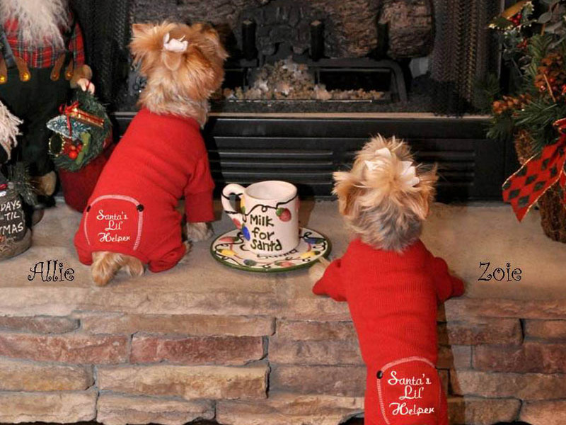 Finding the Right Holiday Pajamas For Your Dog