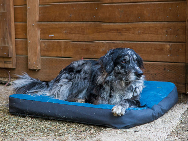 Dog Bed Guide: Picking a Dog Bed