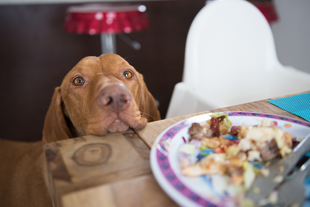 Why Dogs Beg at the Table and How To Stop It This Thanksgiving