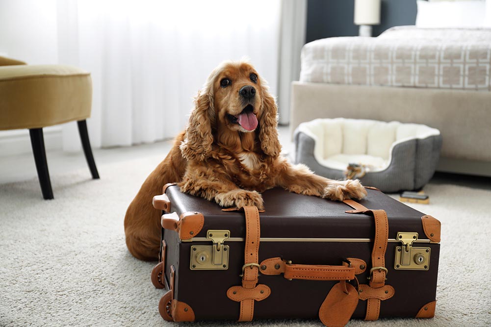 6 Tips For Bringing Your Pet to a Hotel
