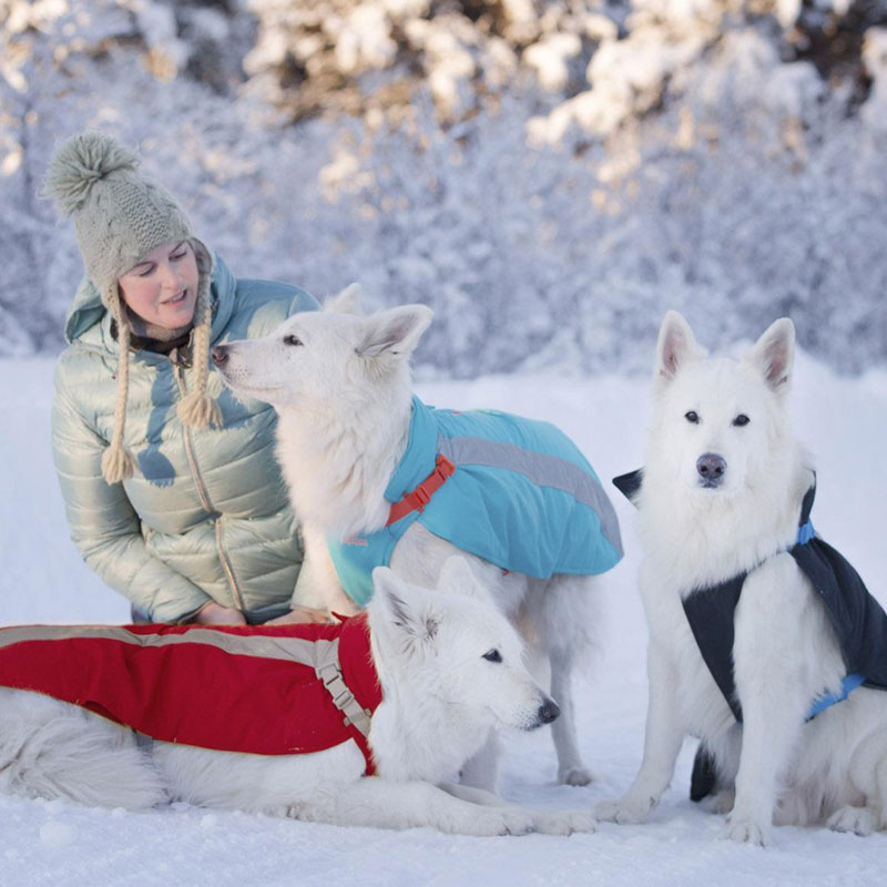 Training Your Dog to Love Winter Clothes