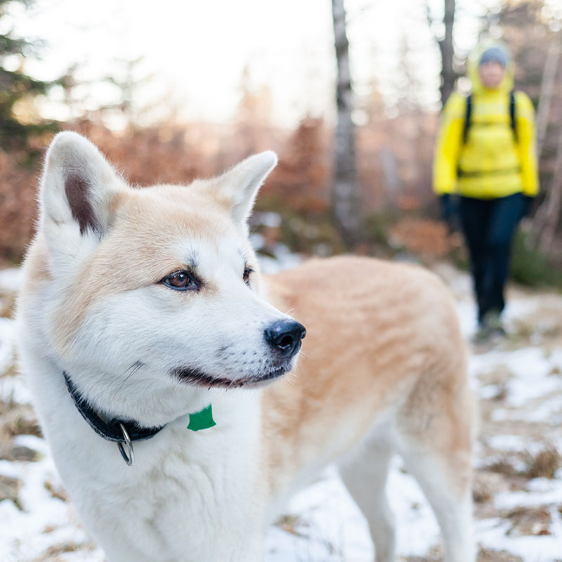 7 Ways To Keep Your Dog Active This Winter