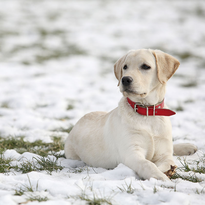 Winter Worries: How to Welcome Home Your New Dog