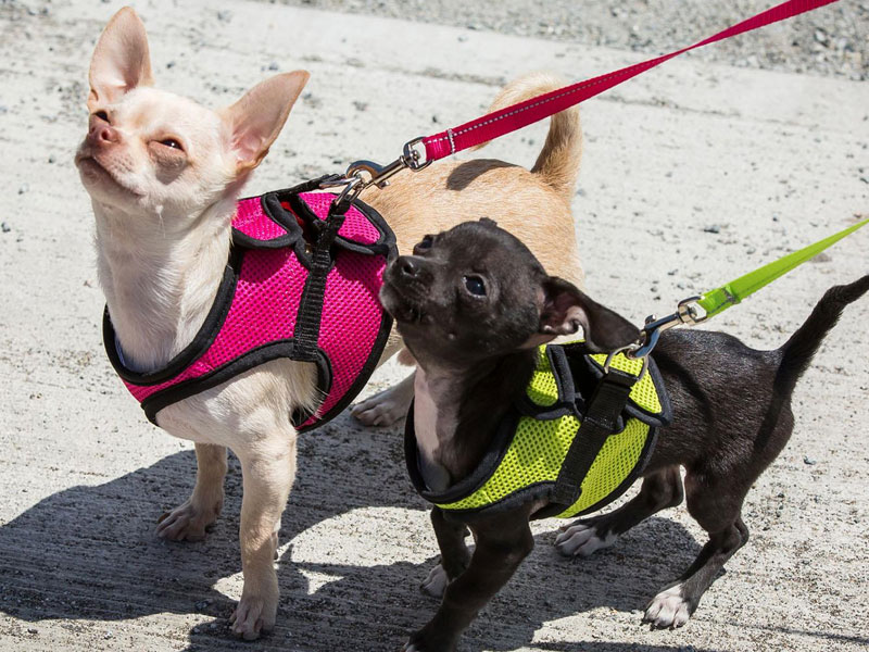 6 Best Dog Harnesses of 2021