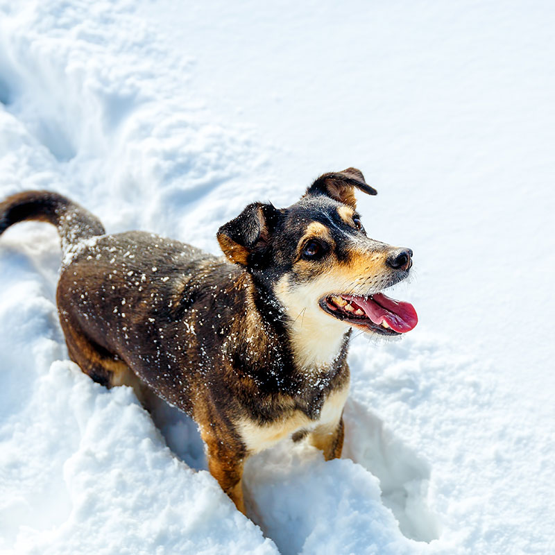 Common Misconceptions About Dogs and Handling the Winter Season