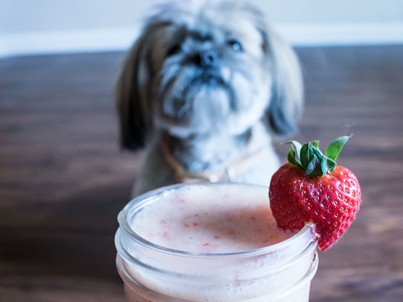 Can Dogs Eat Yogurt?