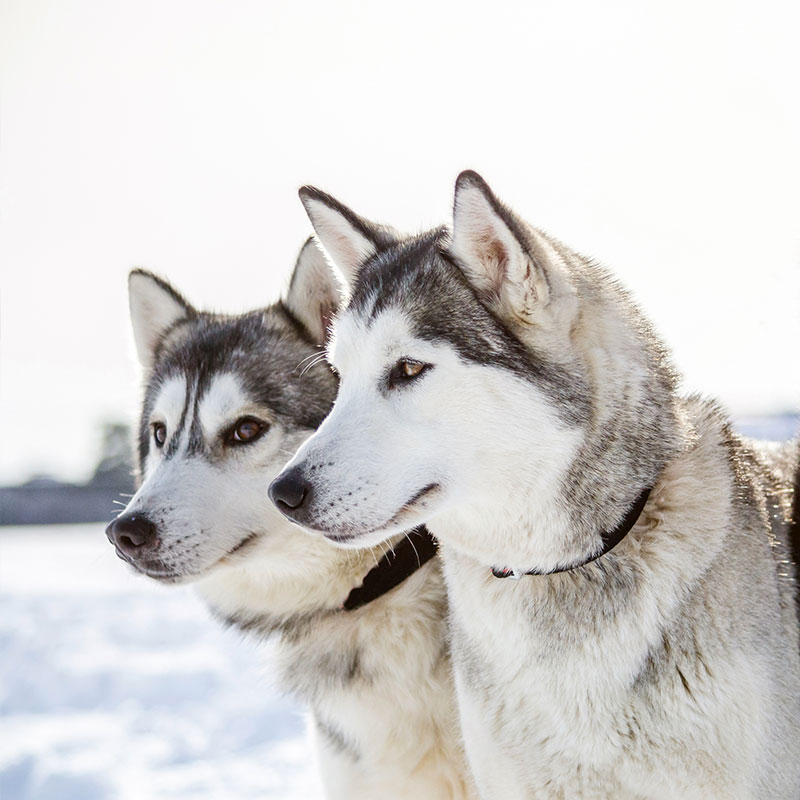 5 Dog Breeds That Love Snow and Tips for Making Them Love It More 