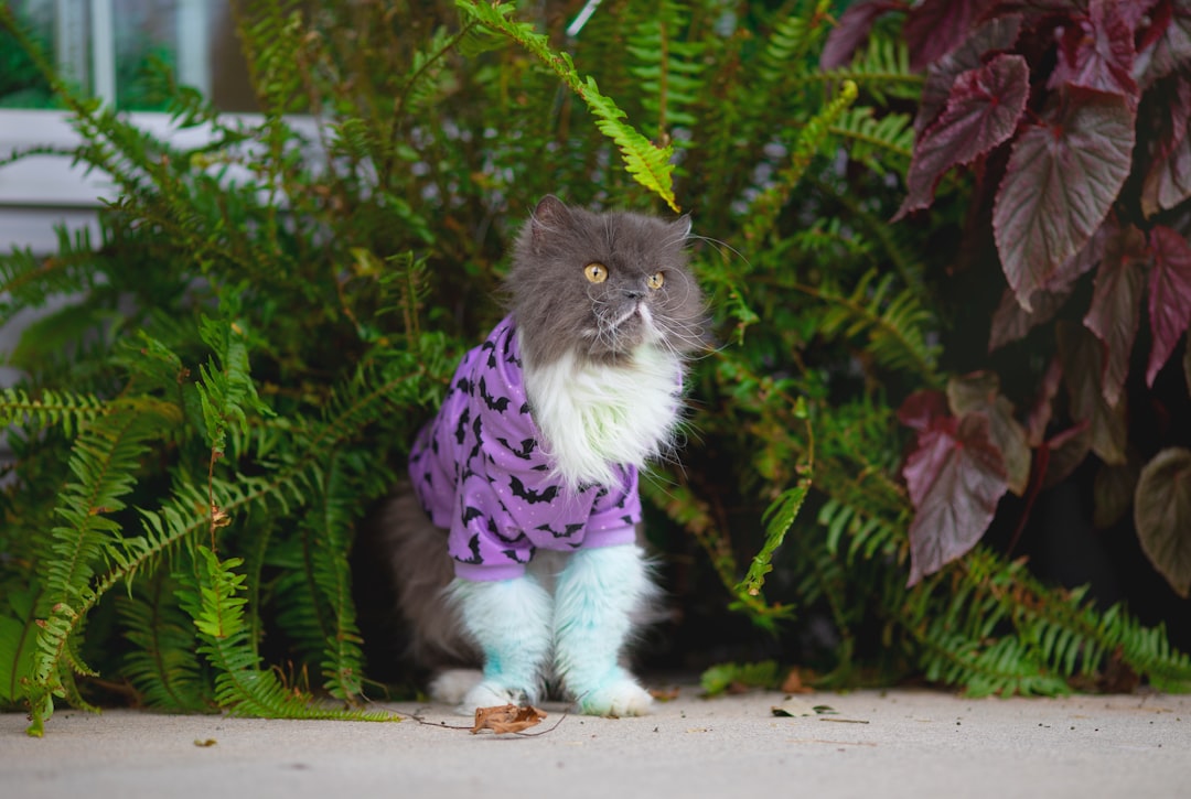 Keeping Kitty Cozy: A Guide to Cat Sweaters and Their Safety
