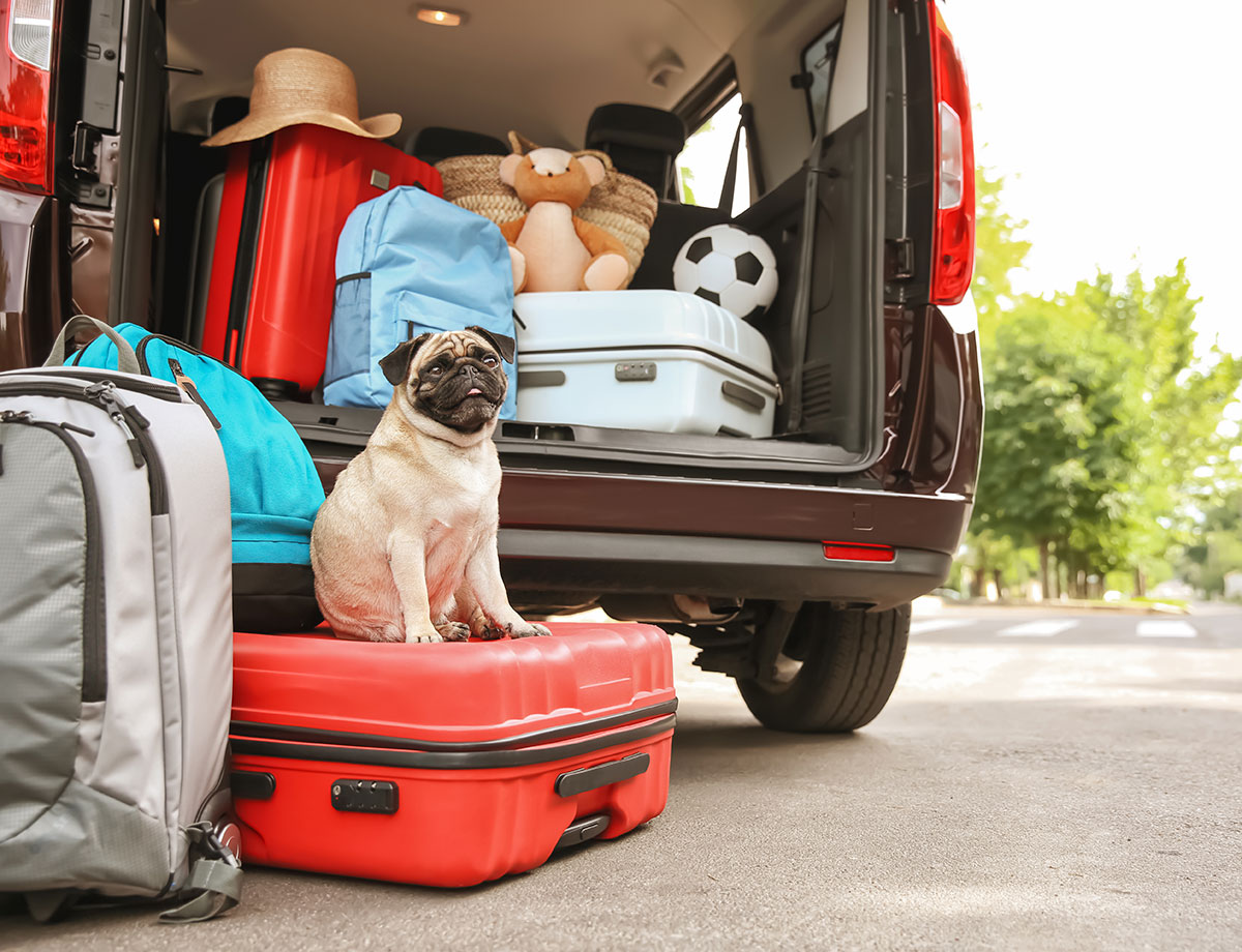 Planning a Dog-Friendly Vacation