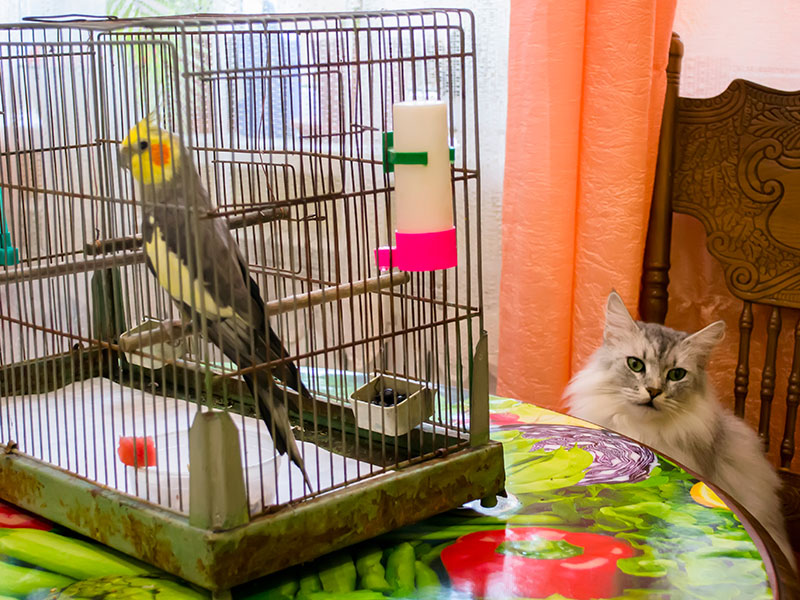 How To Introduce a Bird to a Cat