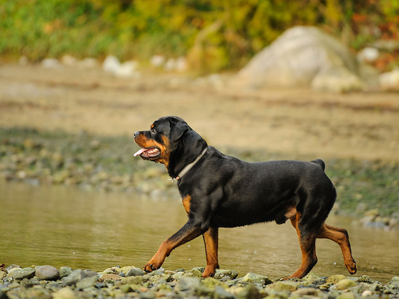 Necessary or Cruel: The Pros and Cons of Tail Docking and Ear Cropping