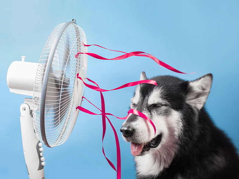 How To Keep Your Dog Cool During the Summer
