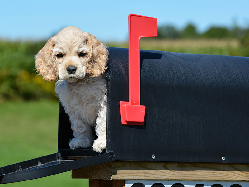 Dog vs Postman - How Can They Be Friends?