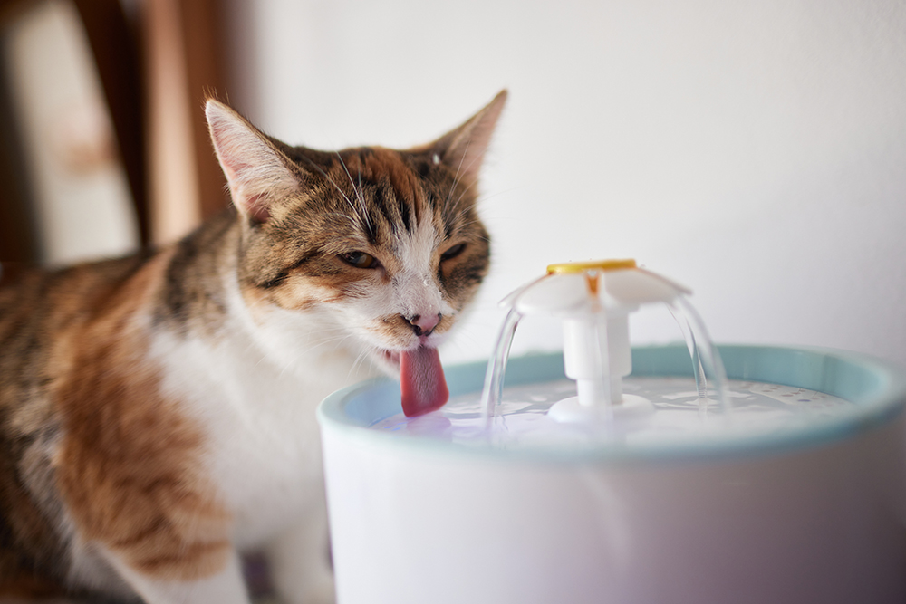 Best Products for Keeping Your Pet Hydrated During the Summer
