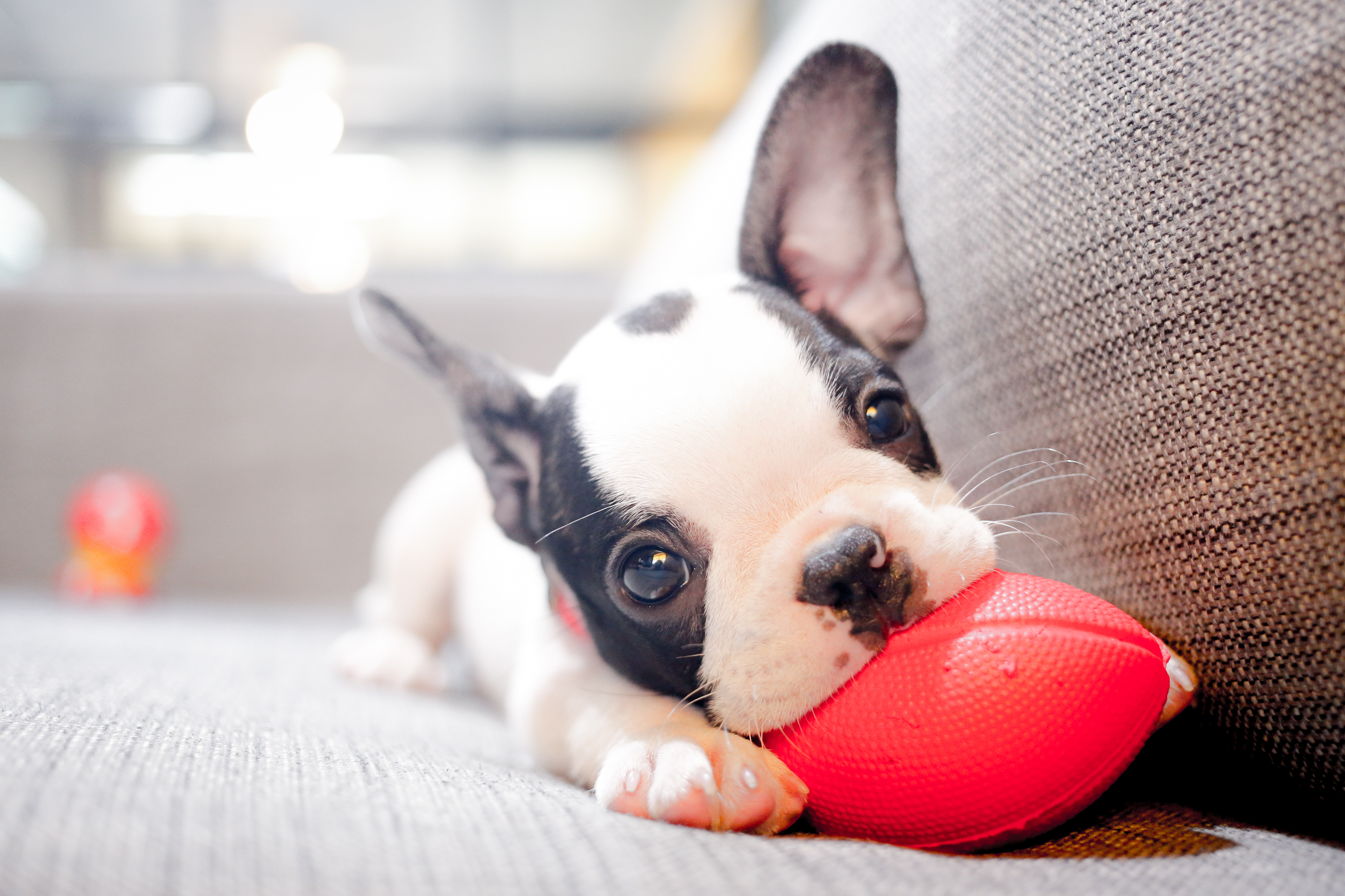 Protect That Pup: Tips for Puppy-Proofing Your Home