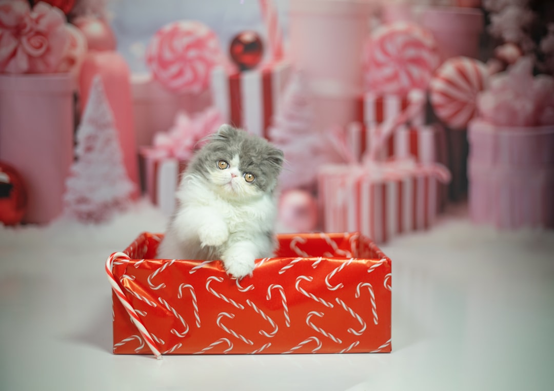 The Complete Guide to Christmas & Holiday Pet Gifts