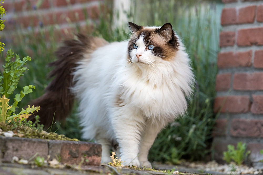 Get To Know the Ragdoll Cat Breed