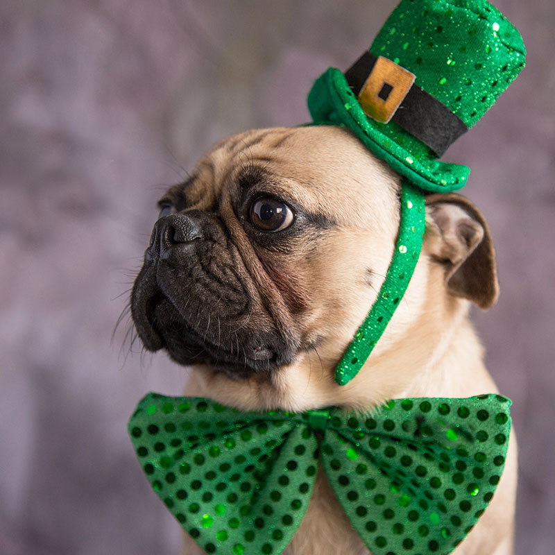 Dressing Your Dog for St. Patrick's Day Fun