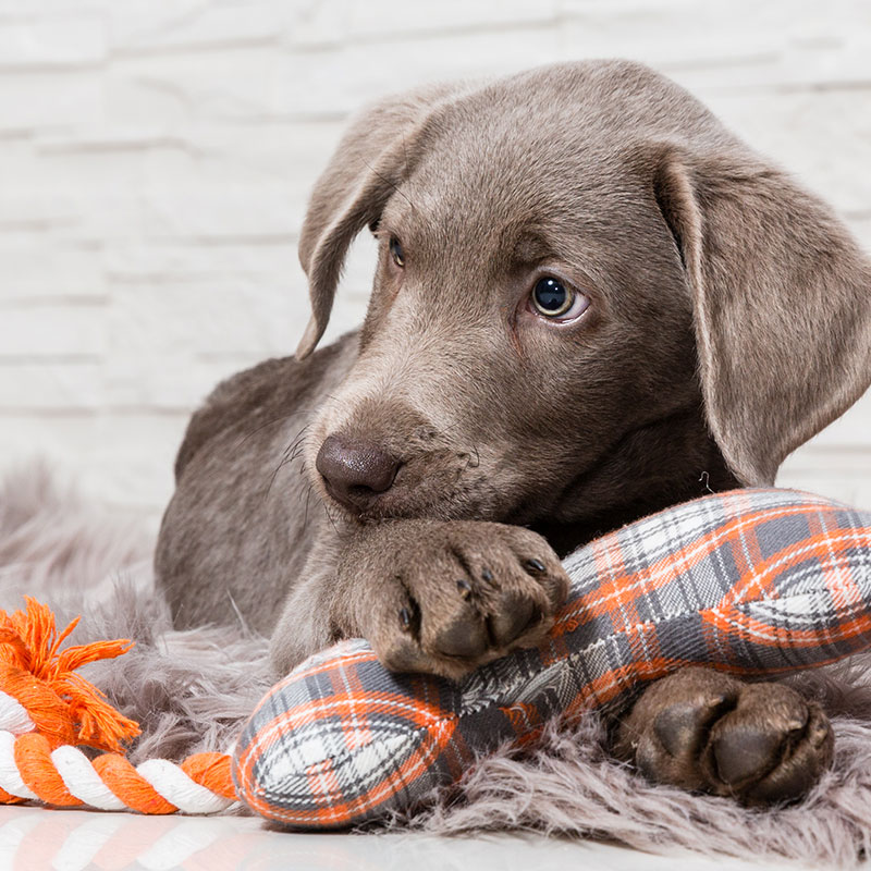 7 Vital Steps for Preparing Your Home for a New Puppy