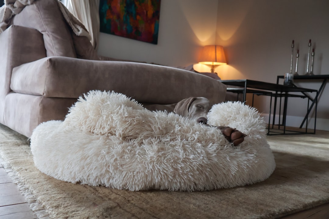 Supportive Dog Bed Options for Premium Thermal Comfort