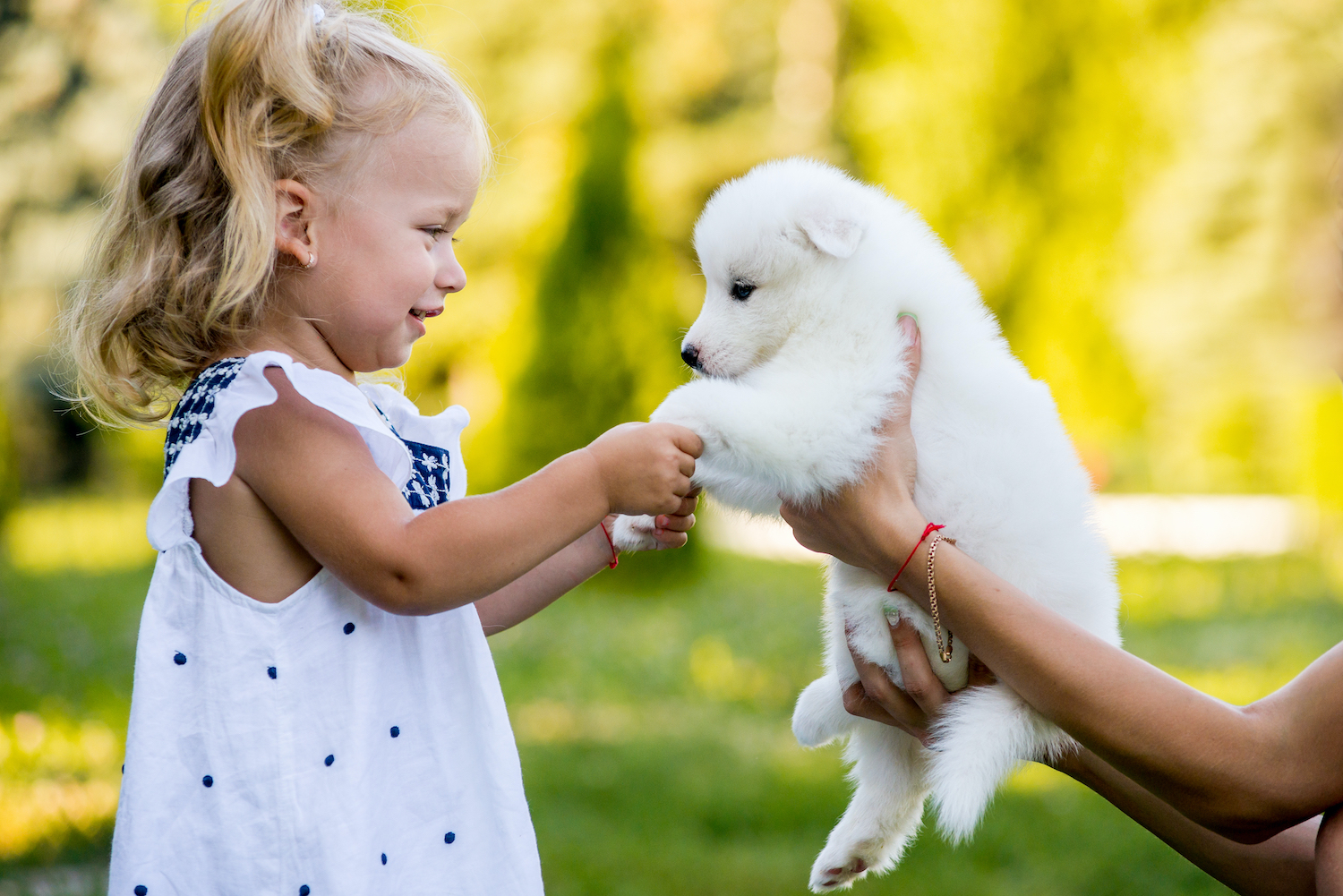 Welcome Home: 6 Essential Products for Your New Puppy 
